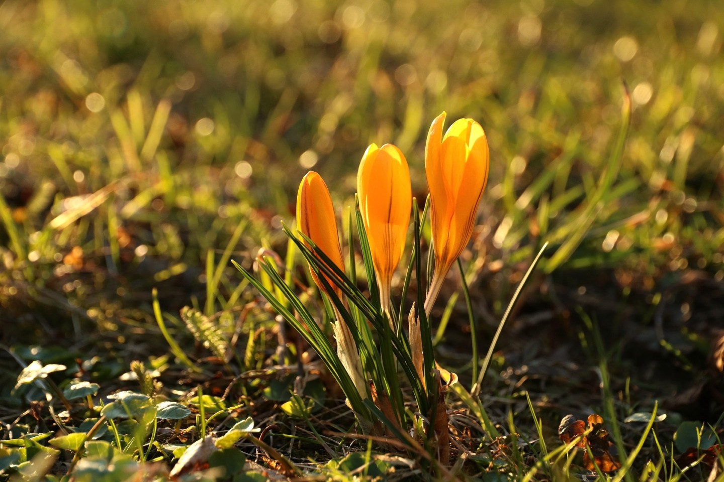 Der Online-Vortrag informiert über verschiedene Blumen für den Frühling