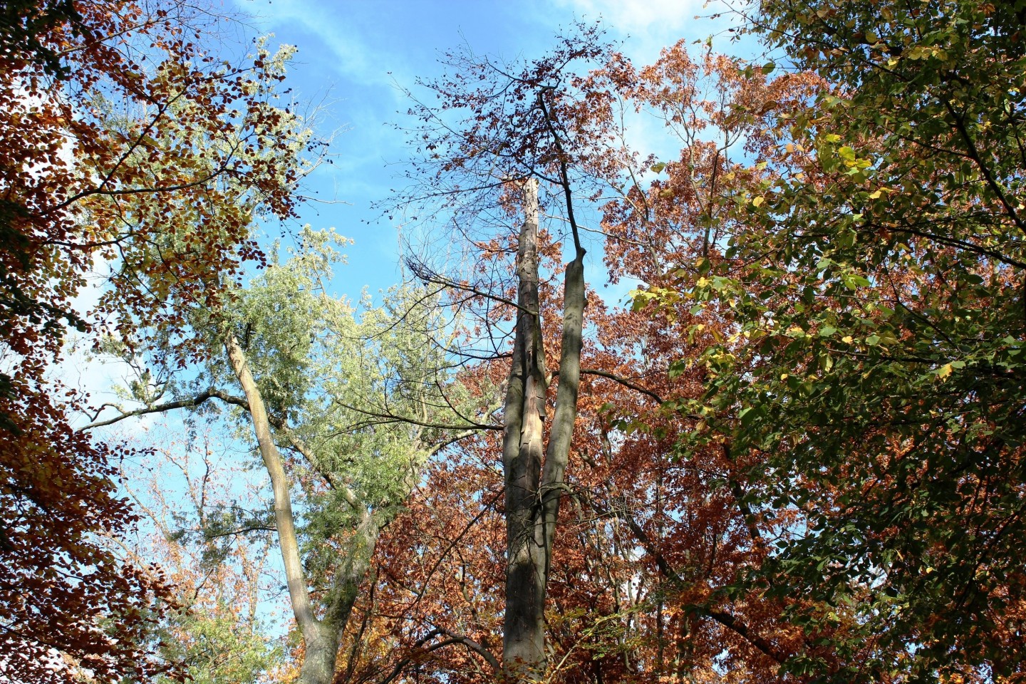 Baumschäden im Stadtpark Gütersloh