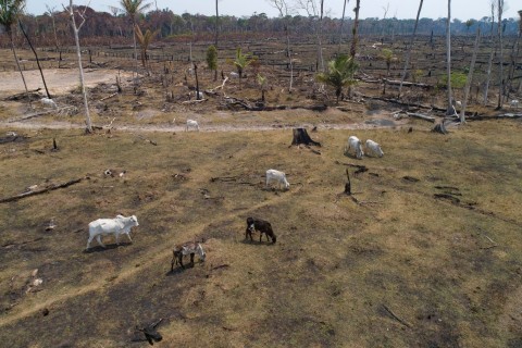 Abholzung im Amazonasgebiet droht auf Rekordwert zu steigen