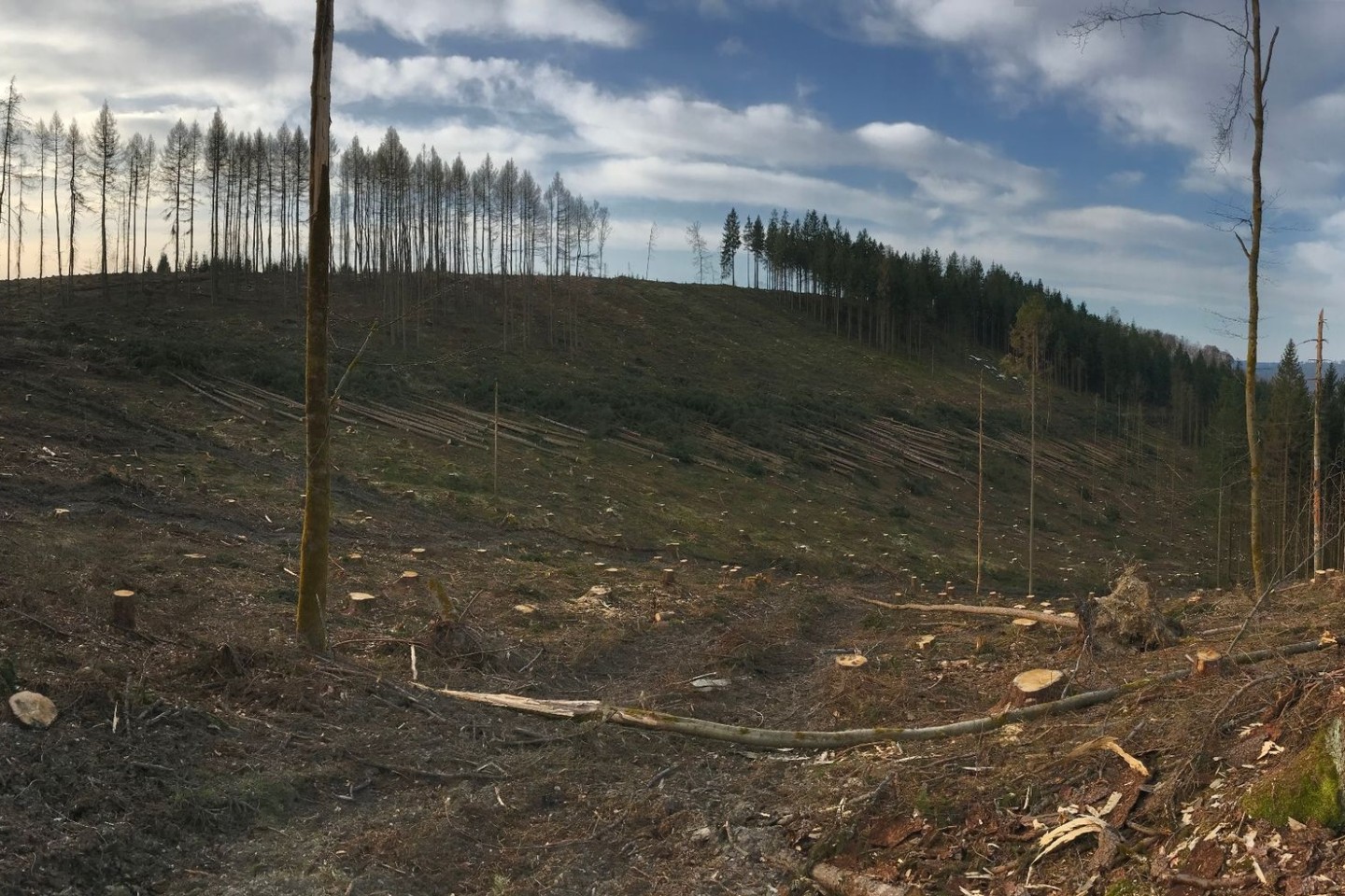 Das Bild zeigt eine von Borkenkäfern betroffene Region im Landkreis Sonneberg in Thüringen. Die Wälder in Deutschland sind vielerorts in einem schlechten Zustand.