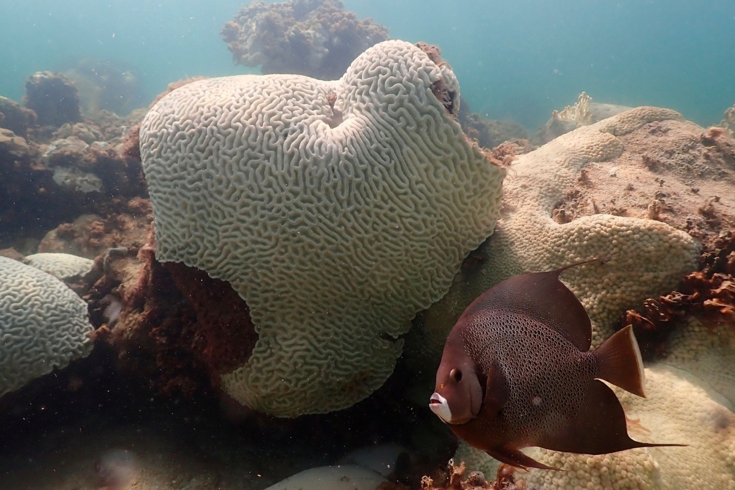 Korallen, die Anzeichen von Bleiche zeigen, bei Cheeca Rocks vor der Küste von Florida.