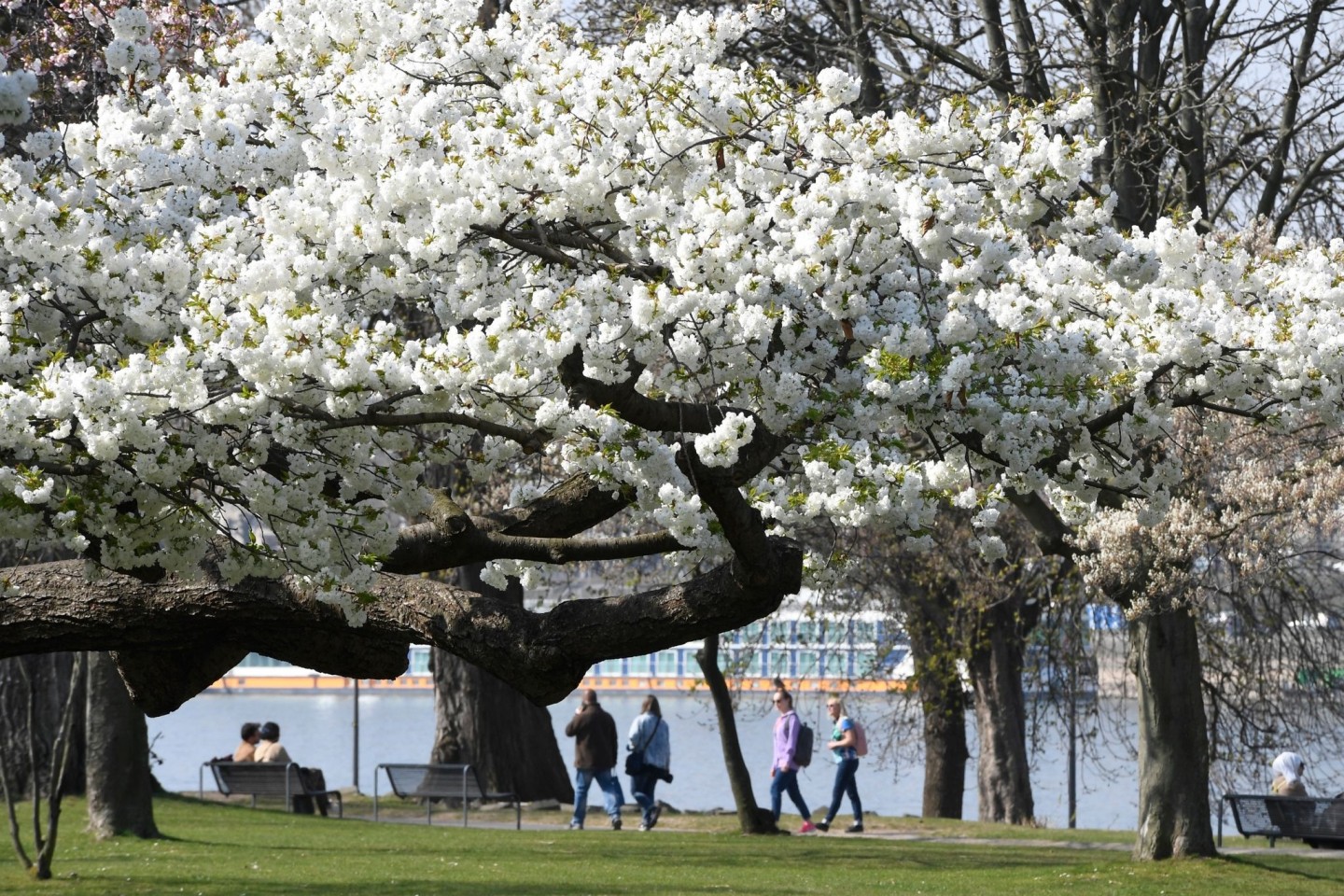 Eine japanische Zierkirsche blüht im Kölner Rheinpark am Rhein. Die Meteorologen sagen bis Montag schönes Wetter mit viel Sonne voraus.