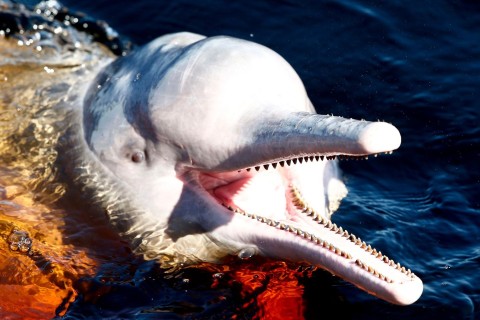 Amazonasgebiet: Über 100 tote Flussdelfine gefunden 