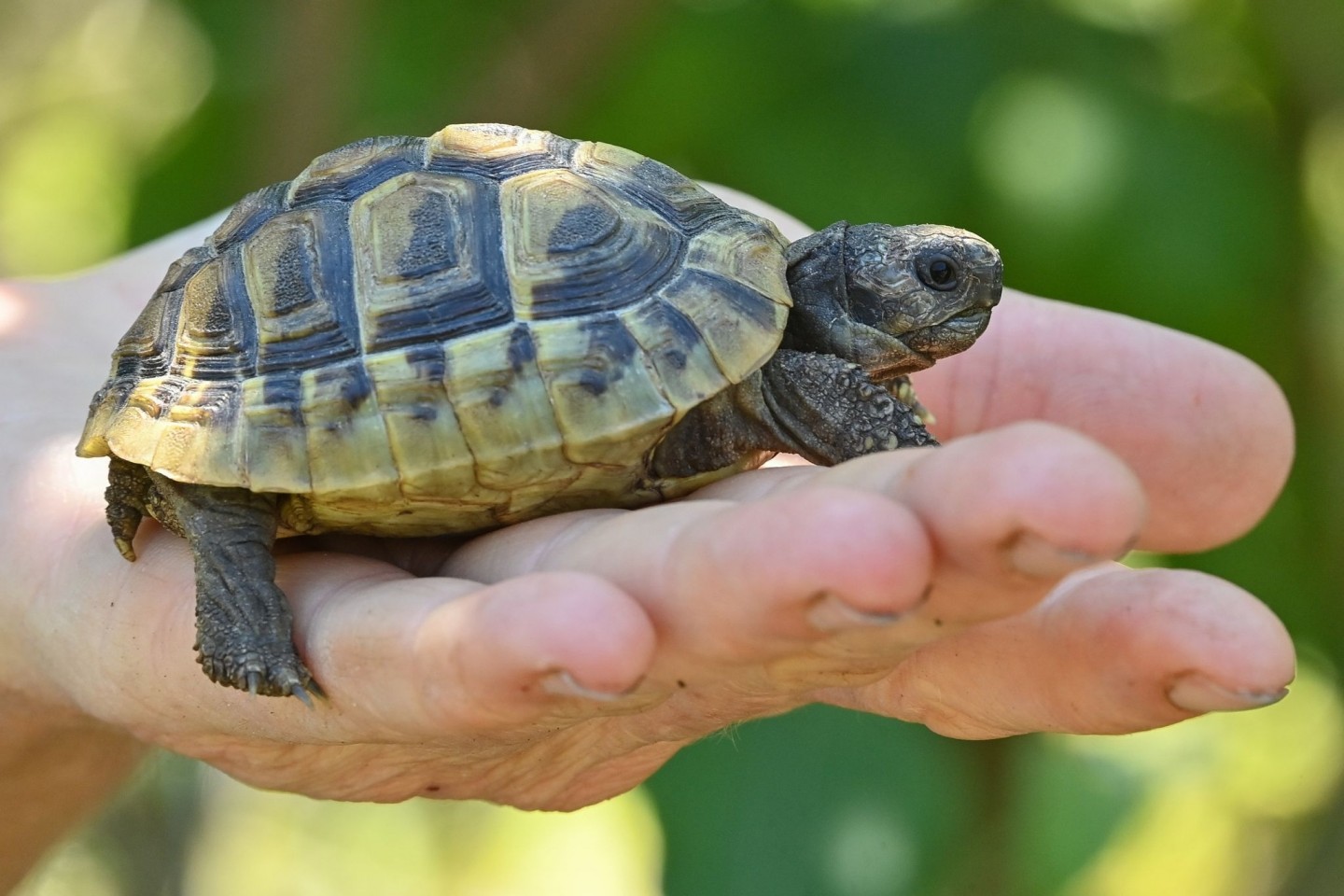 Eine noch junge Griechische Landschildkröte. Landschildkröten können über 100 Jahre alt werden.