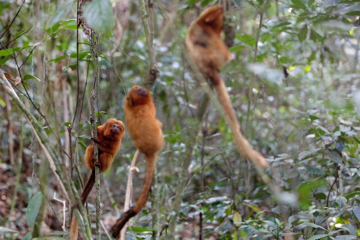 Vom Aussterben bedrohte Goldene Löwenäffchen hängen an Bäumen in der Waldregion Silva Jardim. Aus Angst vor Affenpocken haben die Angriffe auf Affen in Brasilien zugenommen.