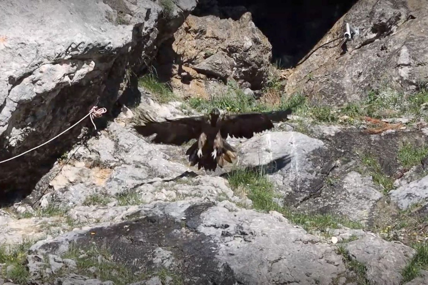 Bartgeier-Dame Dagmar hebt mit ein paar kräftigen Flügelschlägen zu ihrem ersten Flug ab. Sie wurde im vergangenen Sommer mit Artgenossin Recka im Nationalpark Berchtesgaden ausgewildert.