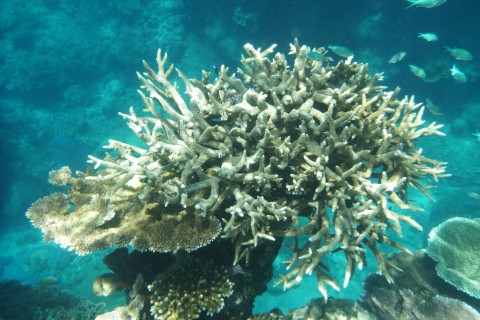Bedrohte Korallenriffe: Forschende hoffen auf Verbesserungen