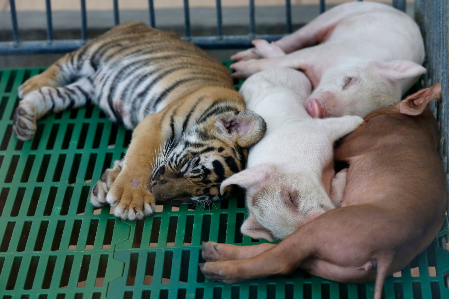 Ein Tigerbaby hält zusammen mit Ferkeln im Sriracha Zoo einen Mittagsschlaf. In Thailand muss eine bekannte Touristenattraktion im Zuge der Corona-Pandemie nach 24 Jahren dicht machen: Der ...