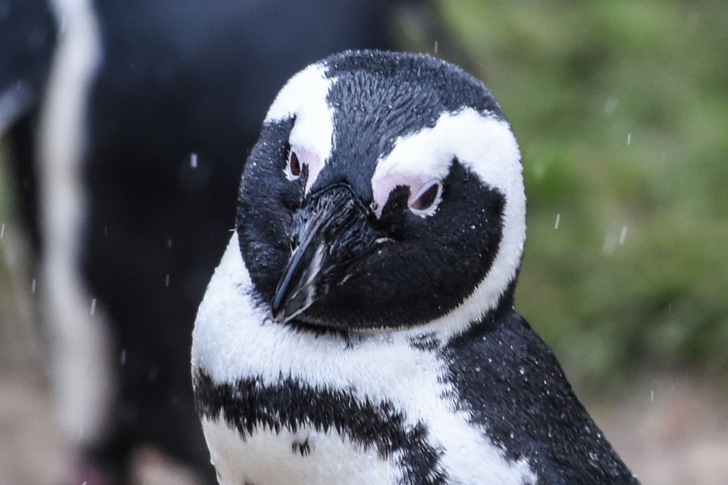 In der südafrikanischen Touristenmetropole Kapstadt sind 64 Pinguine wohl von einem Bienenschwarm getötet worden.