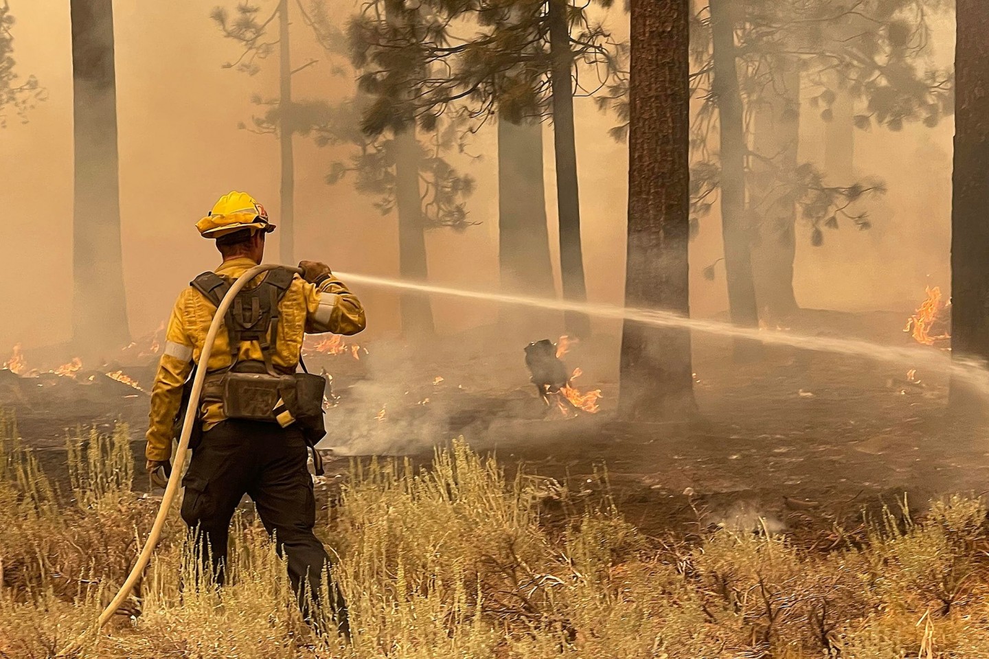 Ein Feuerwehrmann aus Los Angeles County benutzt einen Schlauch, um die Flammen des Caldor-Feuers zu löschen.