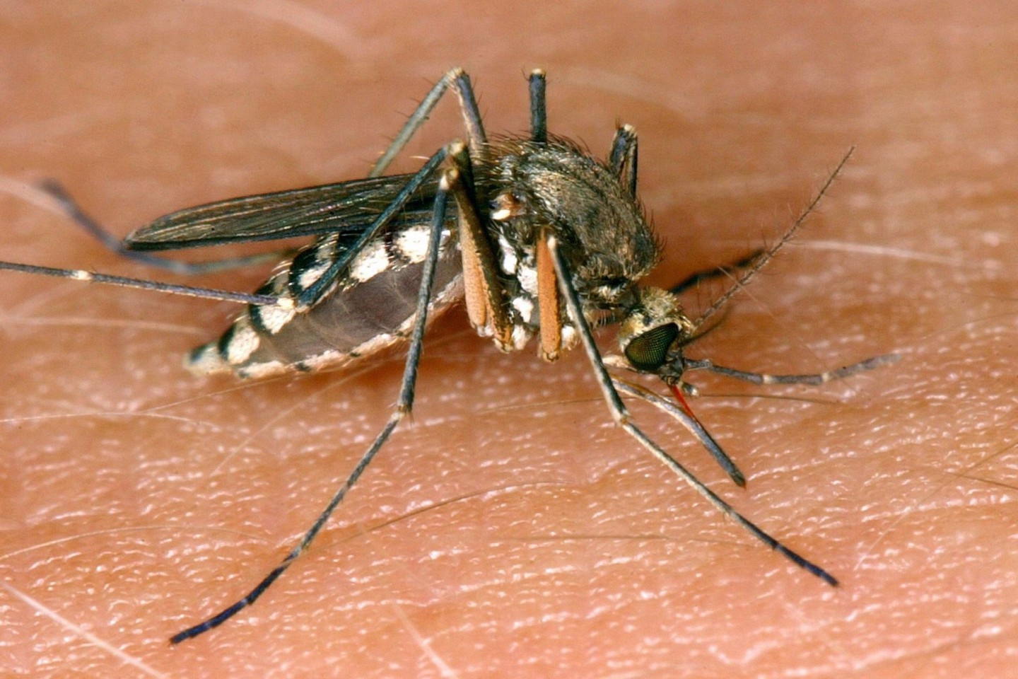 Schon lange sind Stechmücken als Überträger potenziell tödlicher Krankheiten bekannt. Experten zufolge kosten sie jährlich rund 750.000 Menschen auf der Erde das Leben.