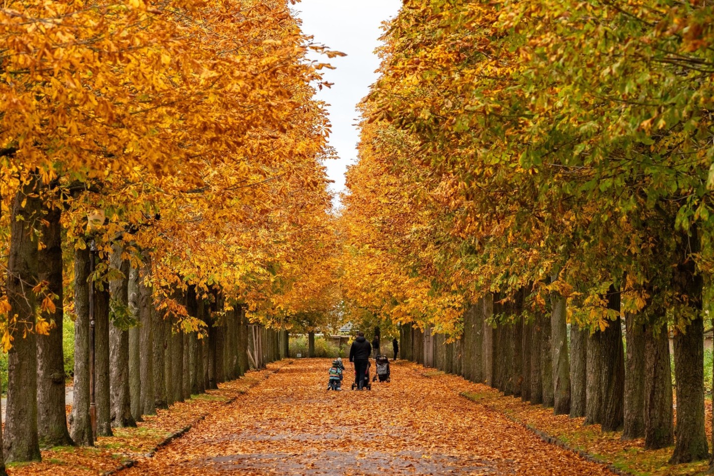 Spaziergänger genießen die Farben der Kastanienblätter im Park Sanssouci in Potsdam.