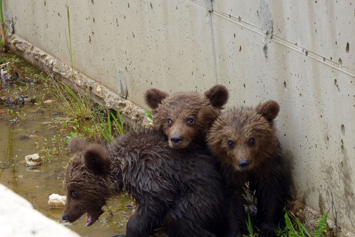 Die drei kleinen Bären vor ihrer Rettung aus dem Kanal.