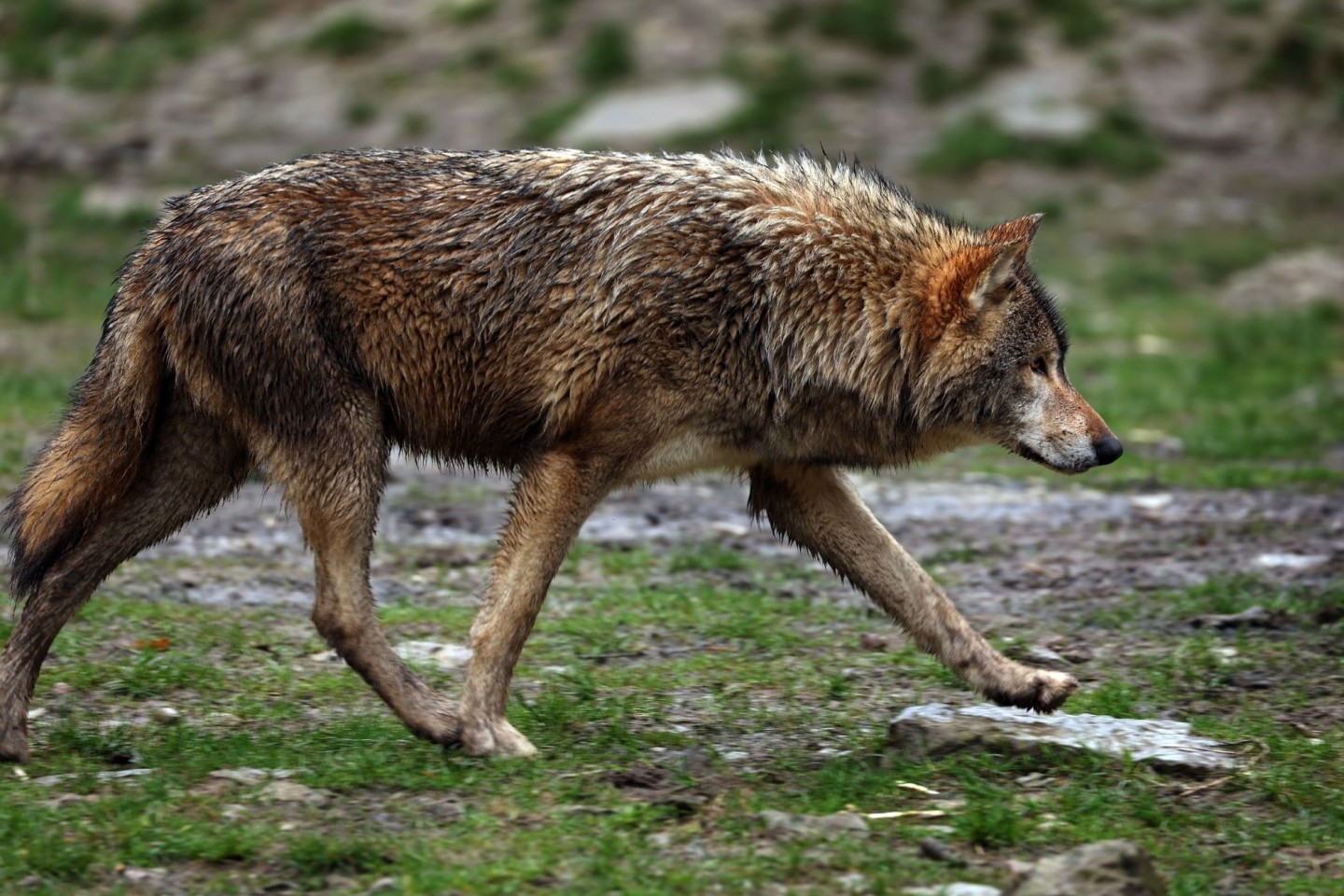Die Umweltminister haben sich bei ihrer Konferenz geeinigt, wie der Schnellabschuss von Wölfen reguliert werden soll.