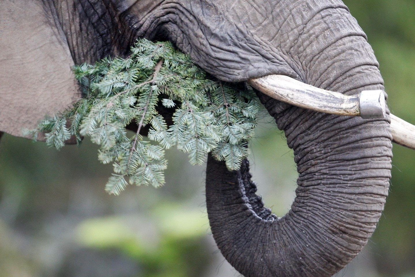 Die afrikanische Elefantendame Daisy verspeist einen Tannenbaum.