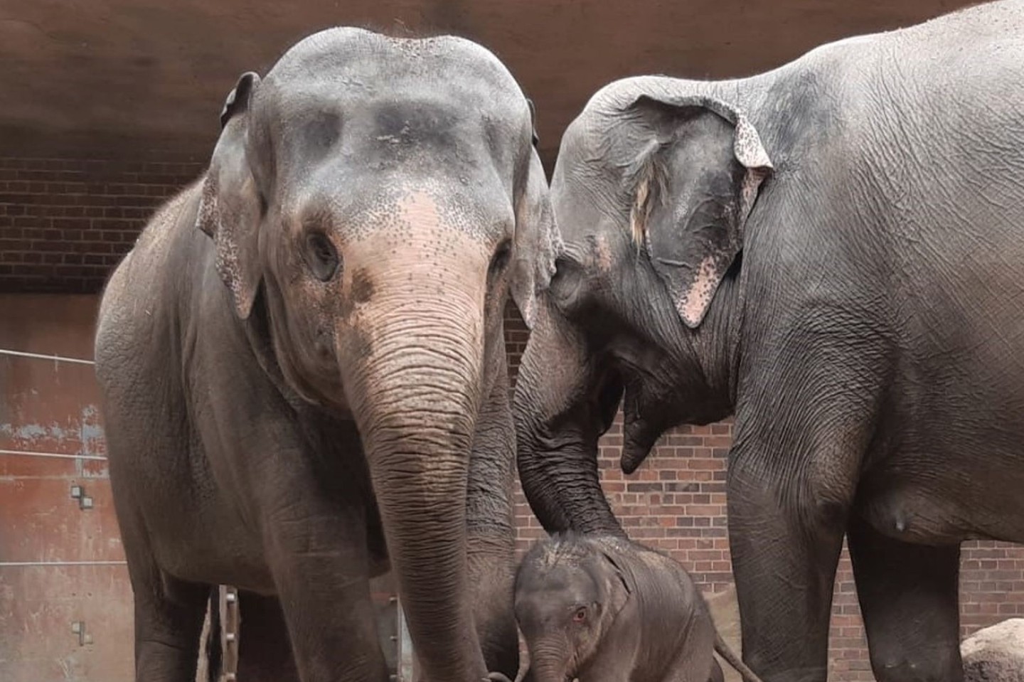 Erste Schritte im Kreise der Familie: der noch namenlose Elefantenjungbulle mit seiner Mutter Pantha und Großmutter Kewa.