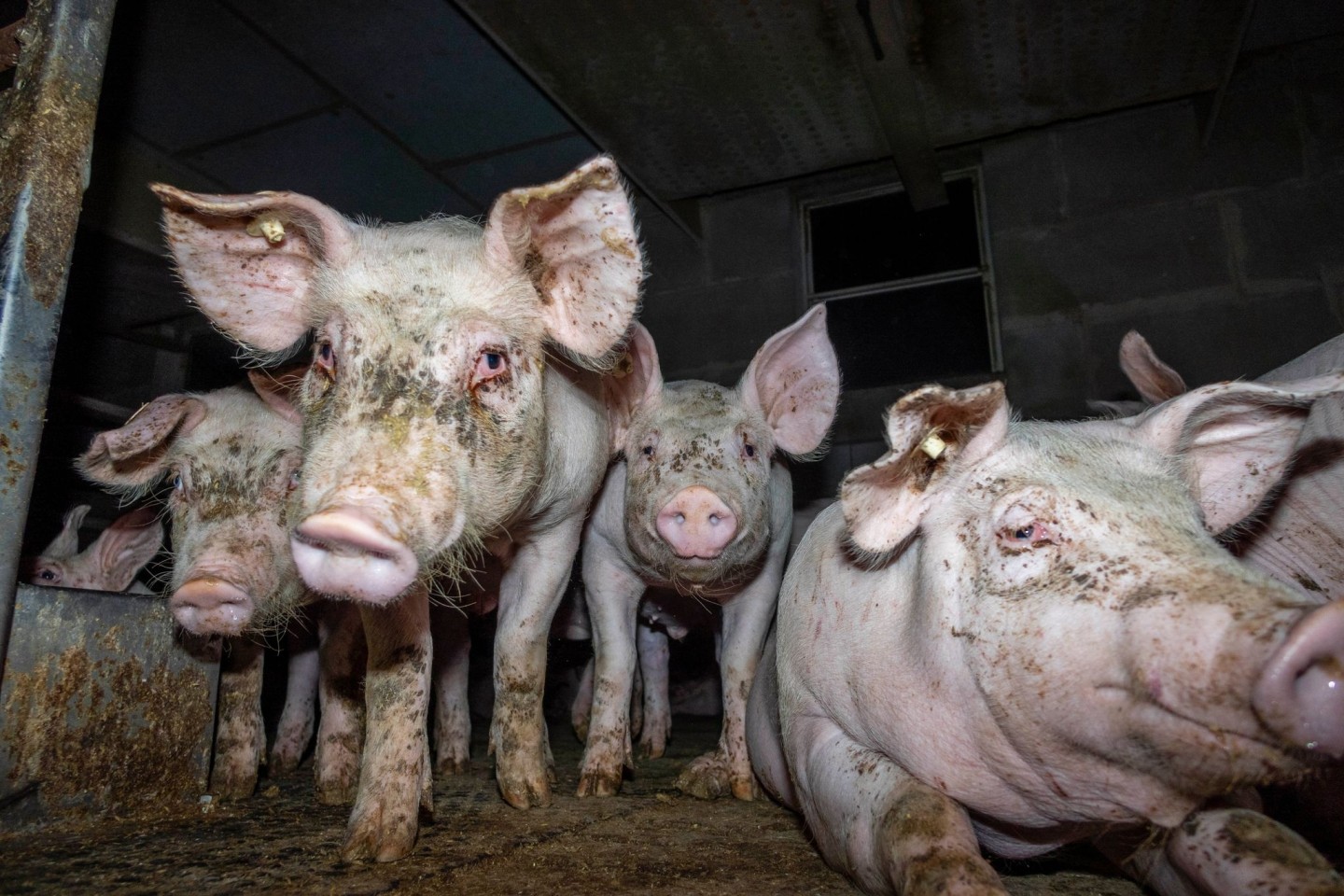 Dem Deutschen Tierschutzbüro e.V. liegt aus sieben Westfleisch-Zulieferbetrieben erschreckendes Bildmaterial vor.
