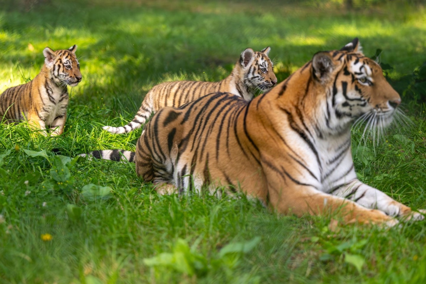 Die Sibirische Tigerdame Anastasia (6) spielt mit ihren beiden knapp drei Monate alten Jungtieren im Serengeti-Park.