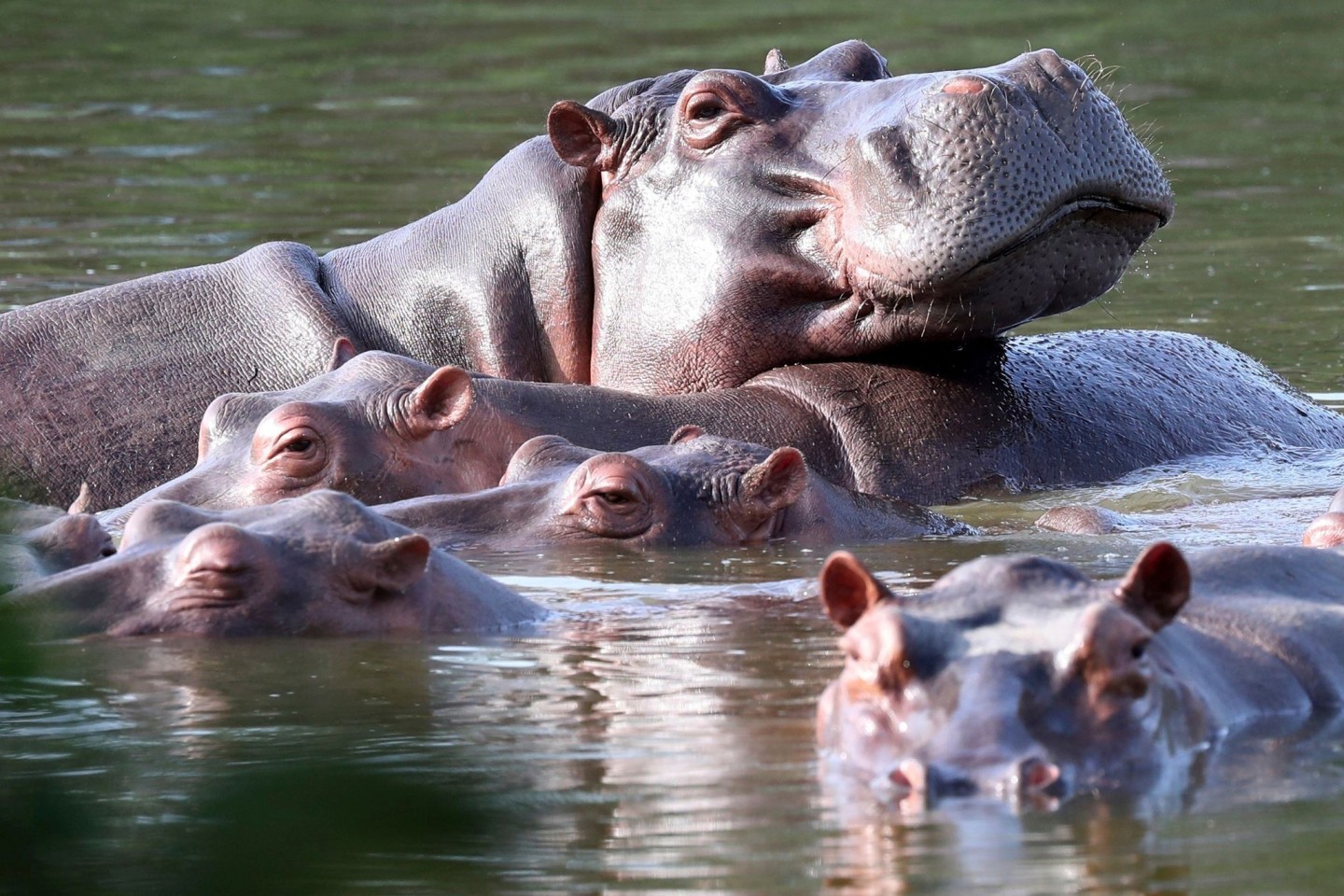 Flusspferde schwimmen in der Lagune im Hacienda Napoles Park - dem ehemaligen Privatanwesen des Drogenbarons Escobar, der vor Jahrzehnten drei weibliche und ein männliches Nilpferd importie...