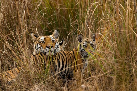 Es gibt wieder mehr Tiger - aber ihr Lebensraum verschwindet