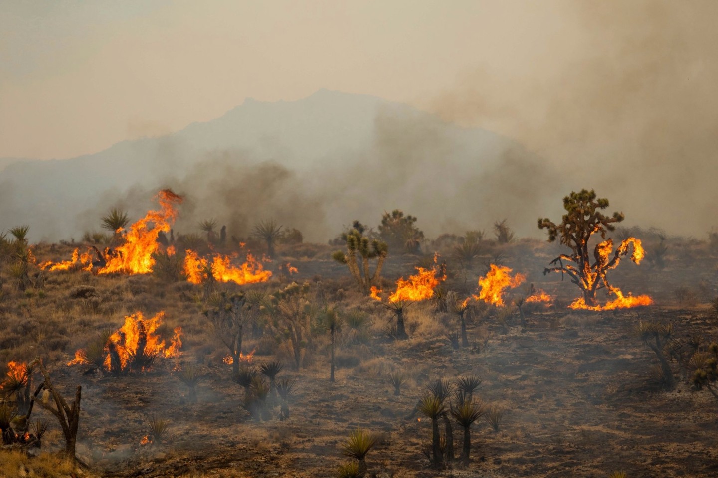 Joshua-Bäume brennen im Mojave National Preserve.
