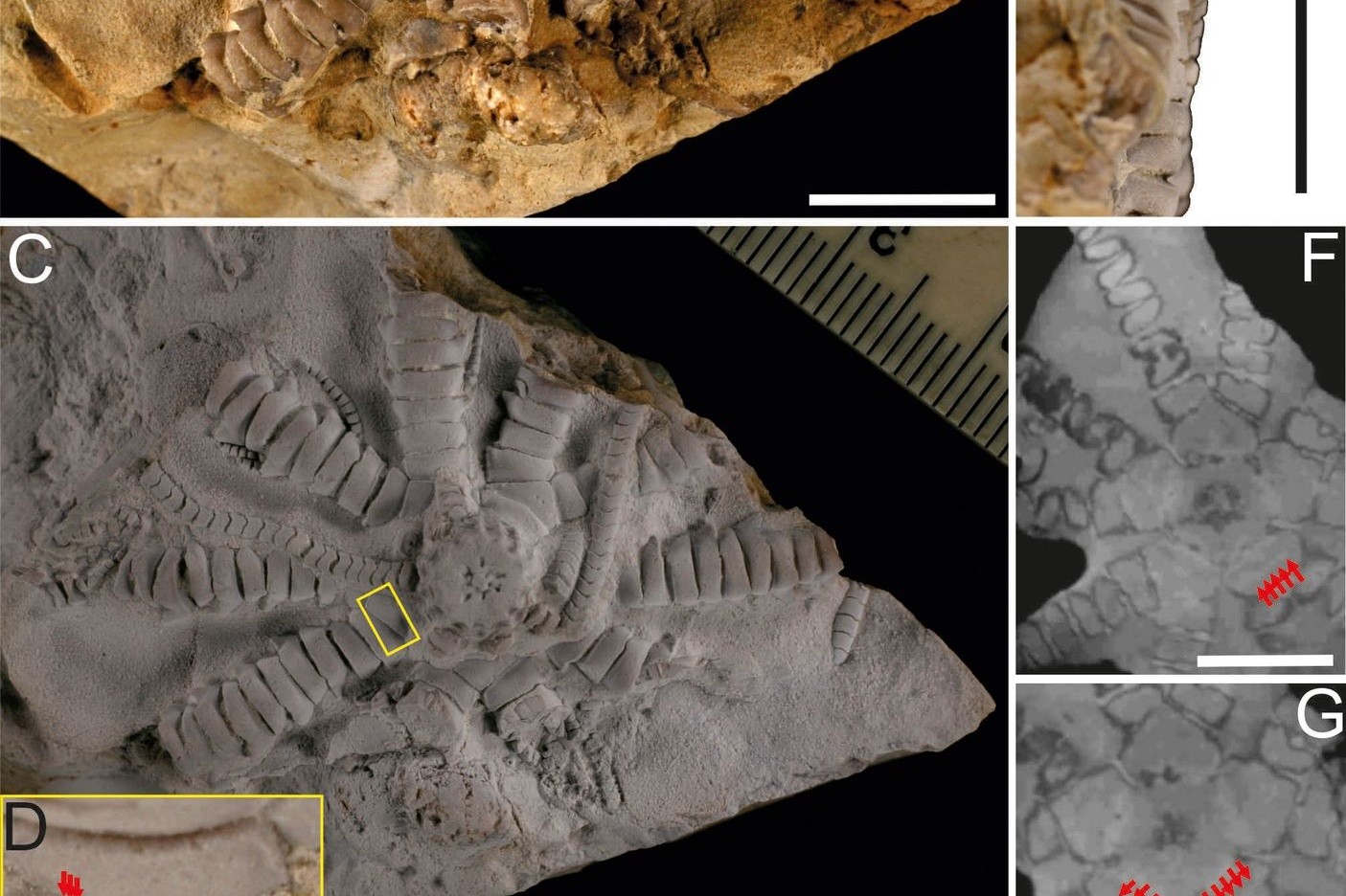 Ein versteinerter Haarstern der neu entdeckten Art Ausichicrinites zelenskyyi.