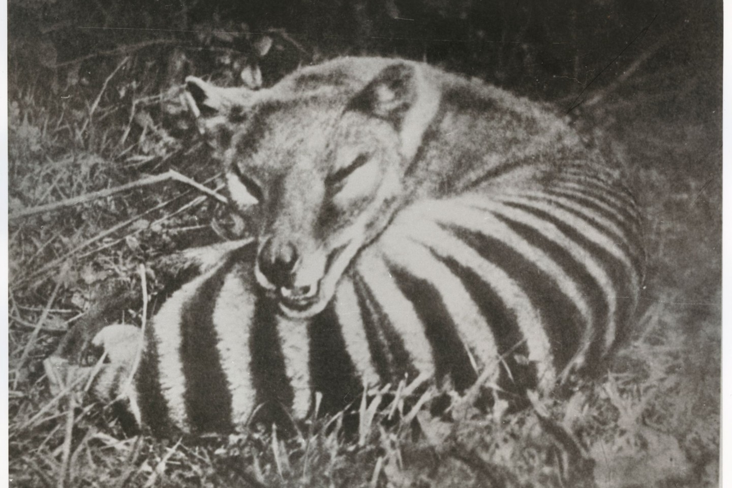 Der Tasmanische Tiger ähnelet einem Hund und einer Hyäne.