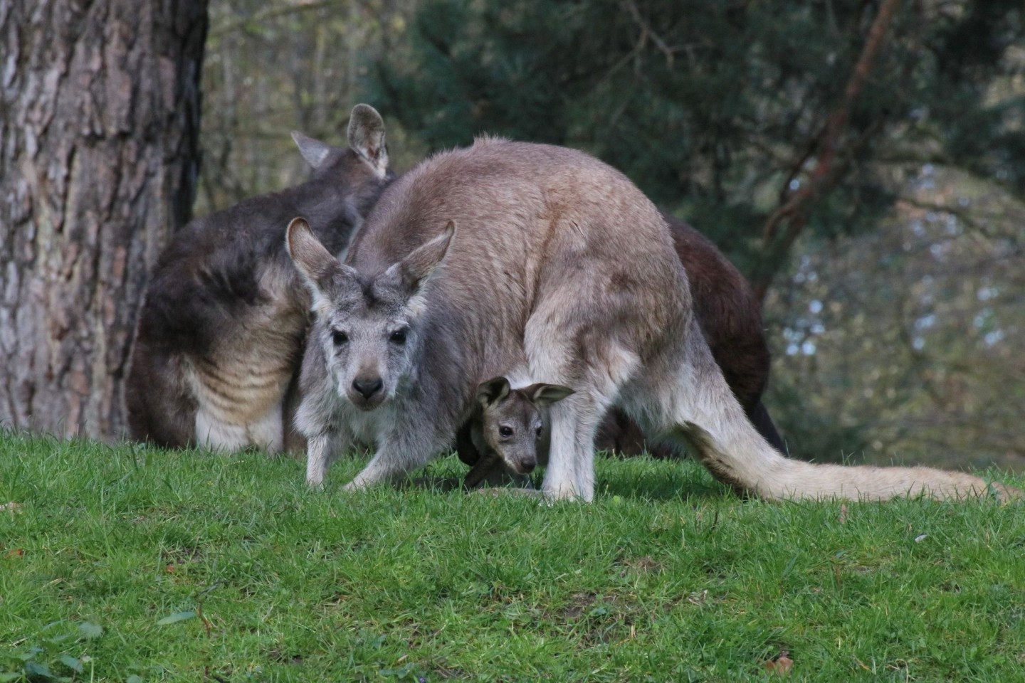 Ein kleines Känguru-Junges blickt aus dem Beutel seiner Mutter in die Welt.