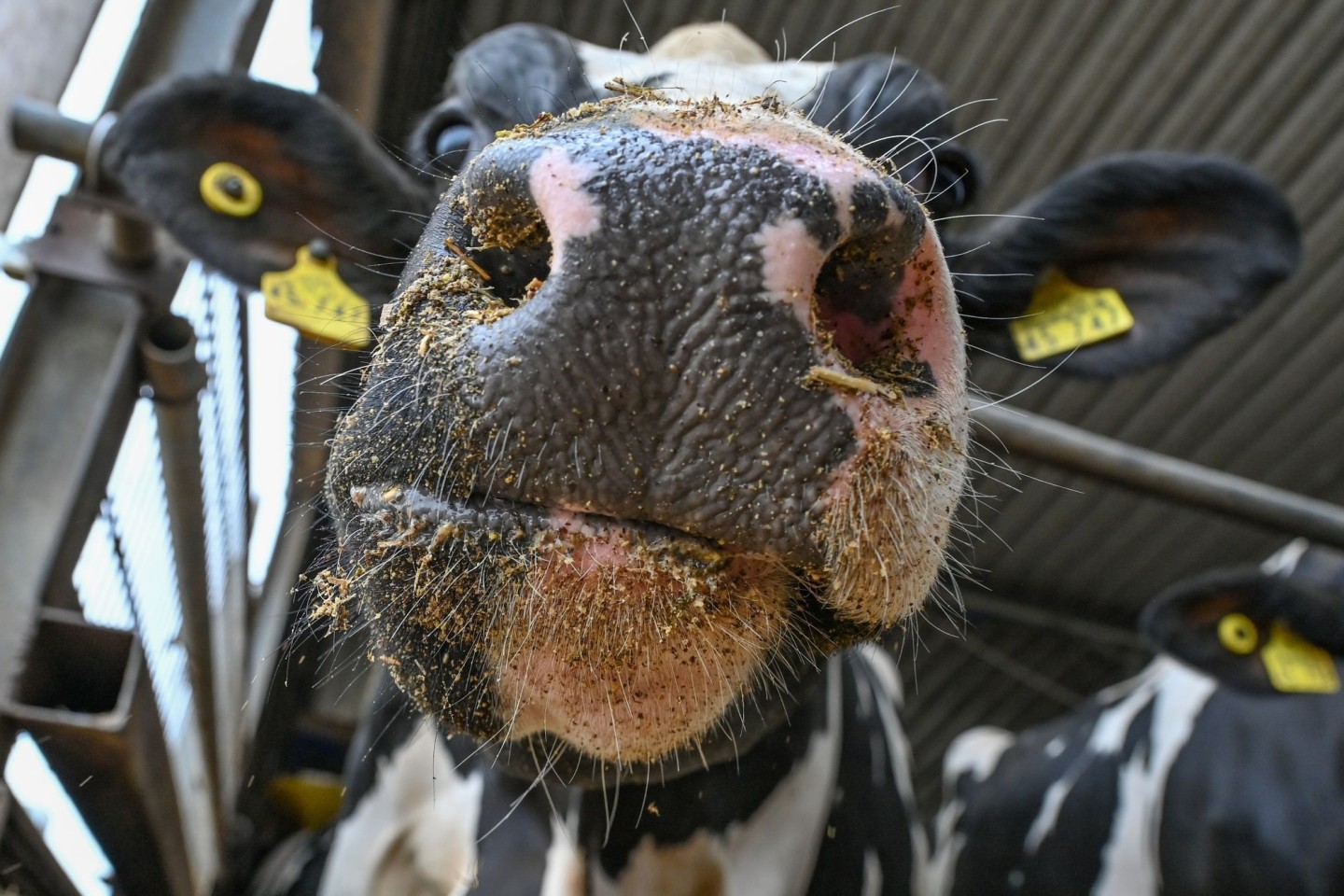 200.000 Kühe töten - im Namen des Klimaschutzes? So lautet jedenfalls ein Vorschlag des Landwirtschaftsministeriums in Dublin.