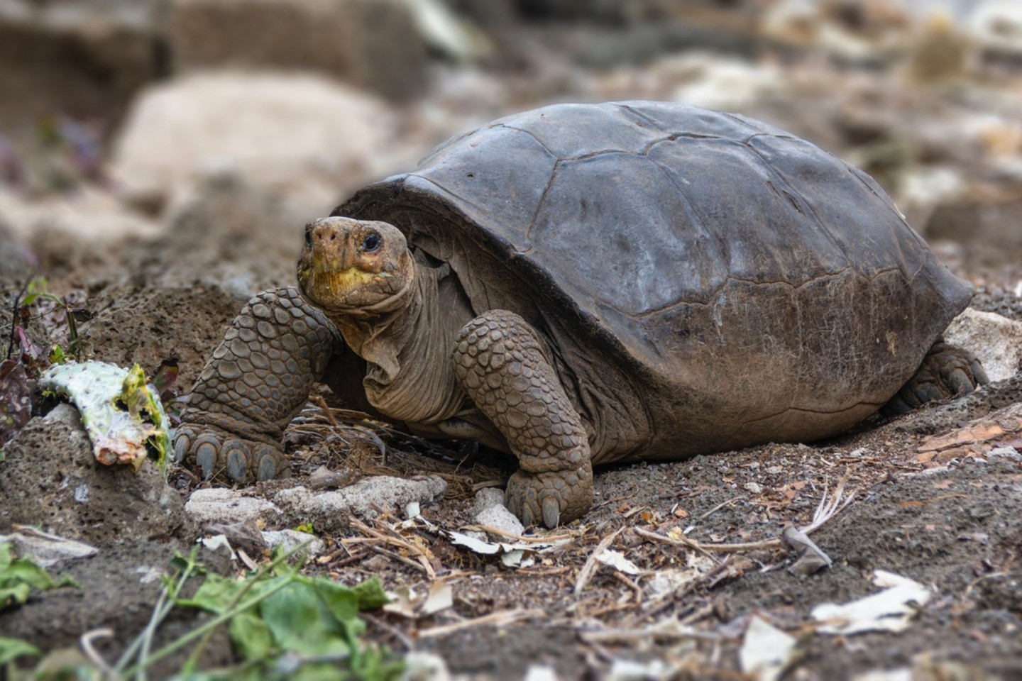 Seit mehr als 100 Jahren galt die Riesenschildkröte von der Insel Fernandina im Galápagos-Archipel als ausgestorben