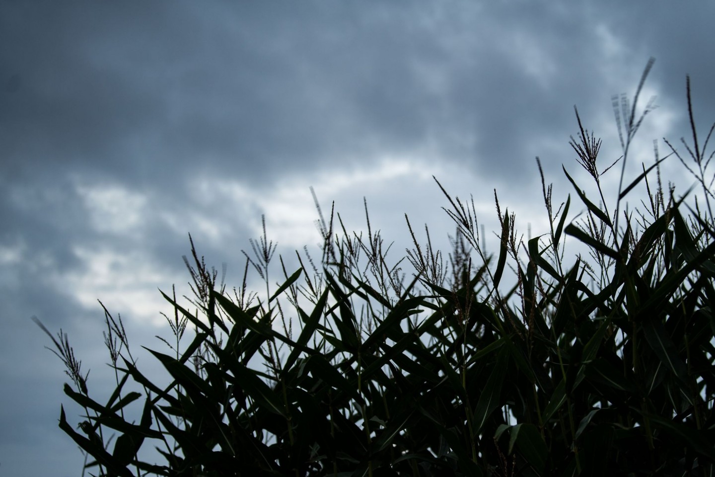 Mais weht vor dunklen Wolken im Wind. Vor allem in den östlichen Bundesländern kann es zum Wochenstart teils sehr regnerisch werden.