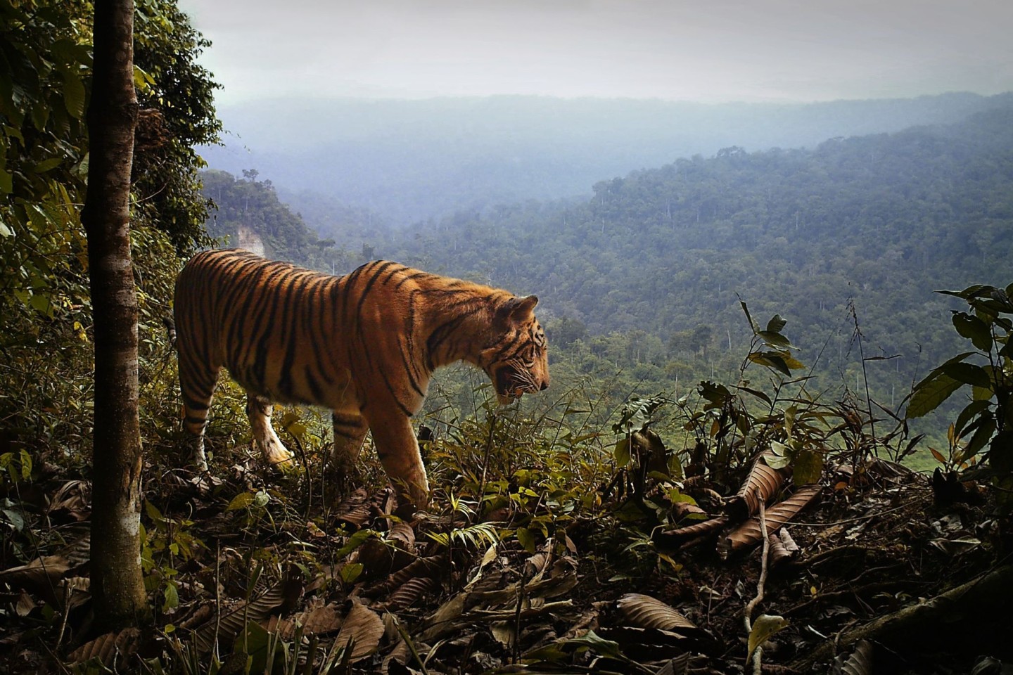 Ein Sumatra-Tiger steht am Rande des Waldes in Indonesien.