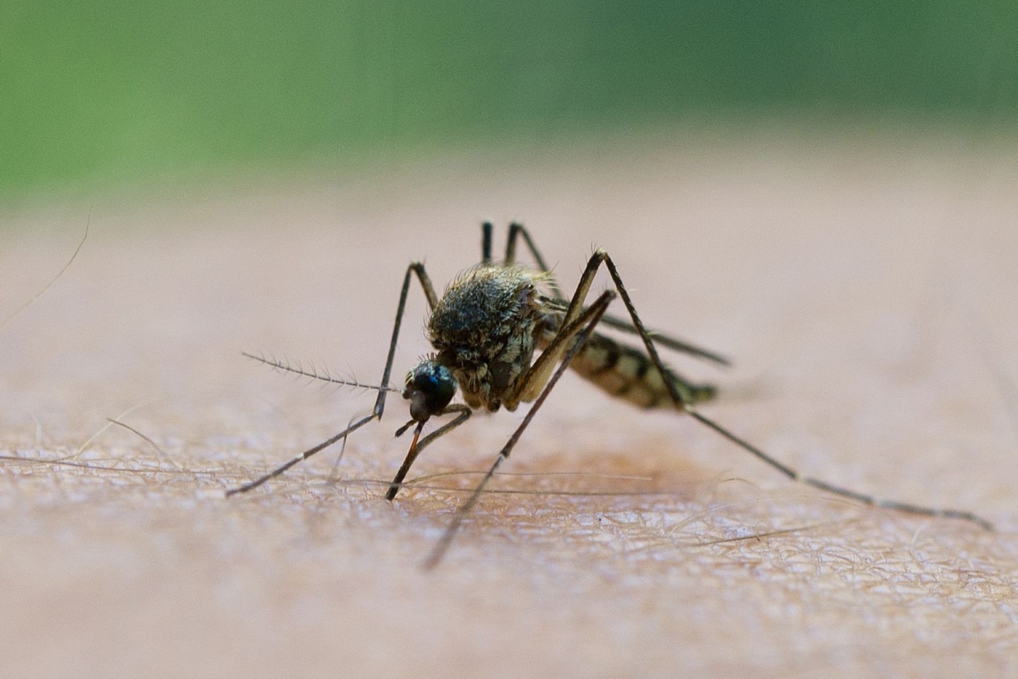Sie sorgen für juckende Quaddeln auf der Haut und werden von vielen Menschen als lästig empfunden: In Deutschland schlüpfen derzeit wieder die ersten Stechmücken-Larven.