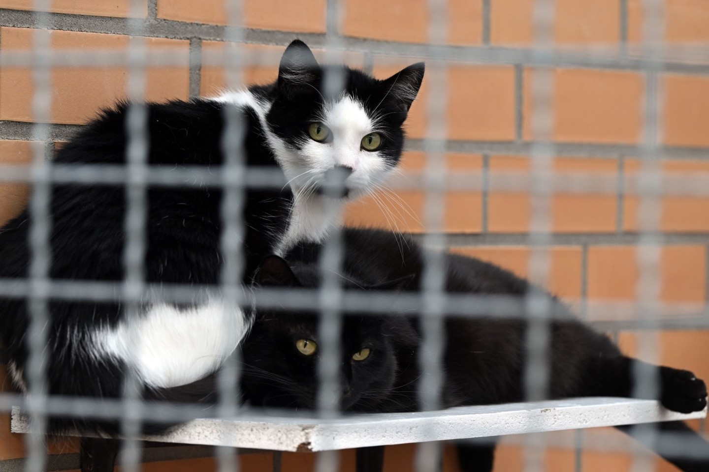 Katzen sitzen im Tierheim Leverkusen.