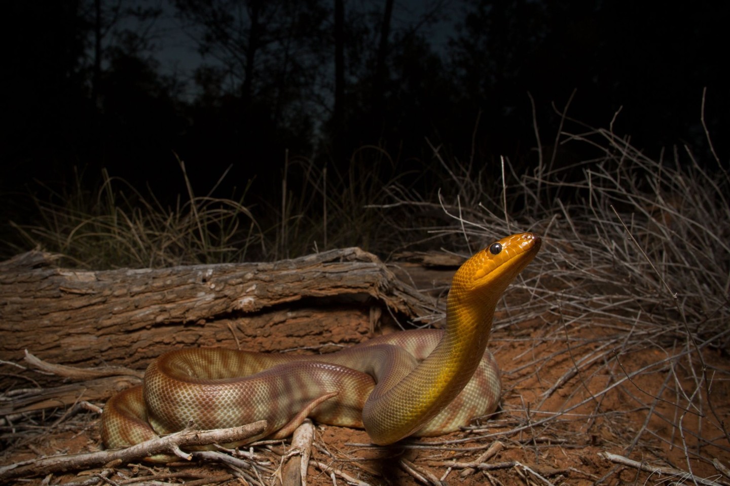Die bis zu drei Meter lange Woma-Python ist in Australien beheimatet.