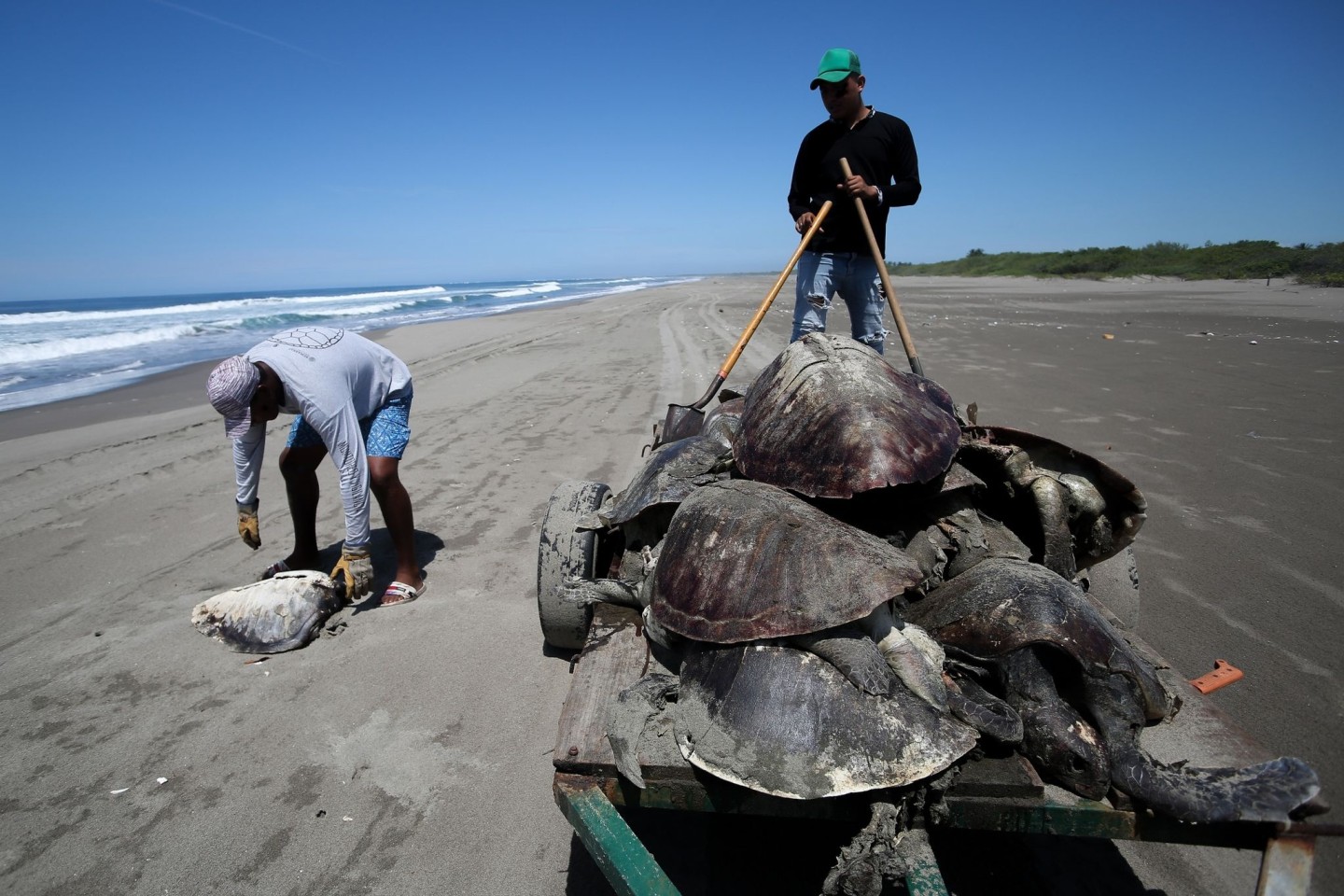 Mehrere tote Meeresschildkröten werden mit einem Schubkarren im Strandschutzgebiet in Puerto Arista abtransportiert.