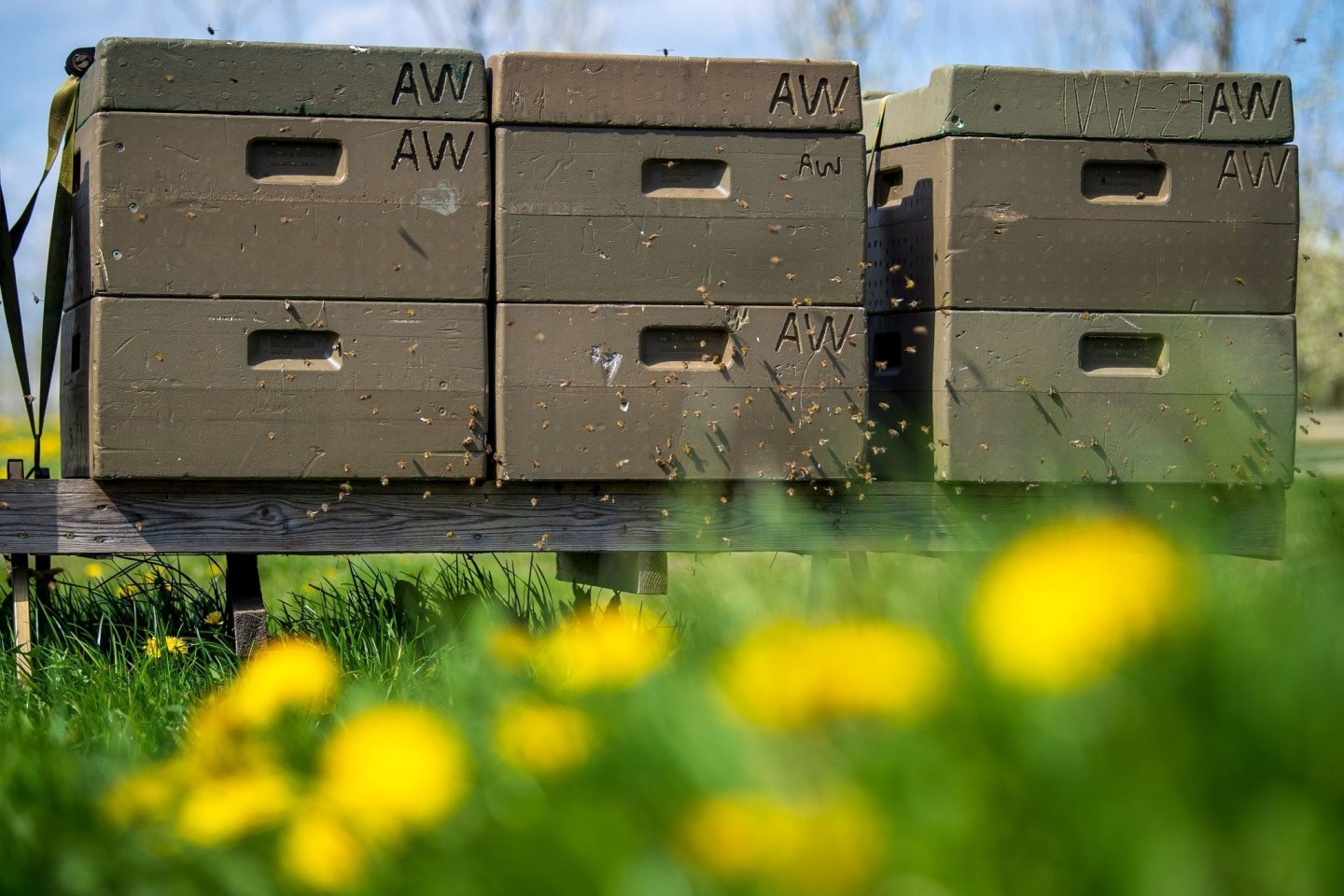 Jedes fünfte Bienenvolk hat den Winter laut einer Umfrage des Fachzentrums für Bienen und Imkerei in Deutschland nicht überlebt.