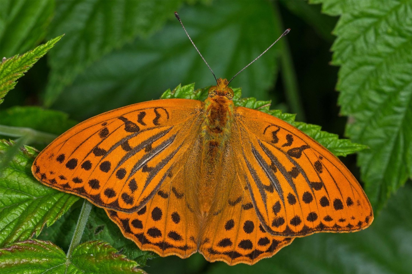 Ein orangener Falter sitzt auf einem Blatt. Der Kaisermantel ist der Schmetterling des Jahres 2022.