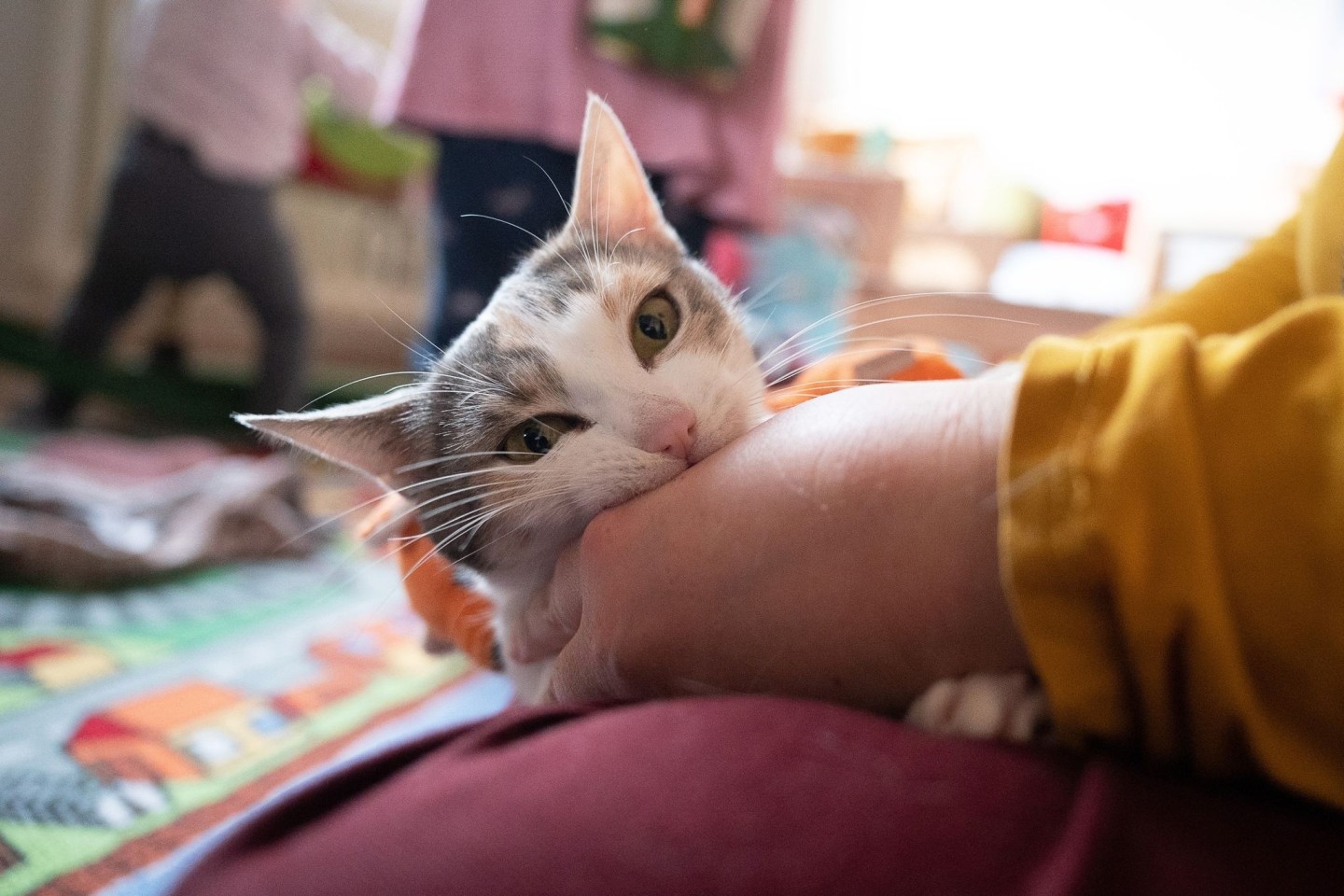 Permethrin-haltige Zeckenmittel können für Katzen schwere oder gar tödliche Vergiftungen zur Folge haben.
