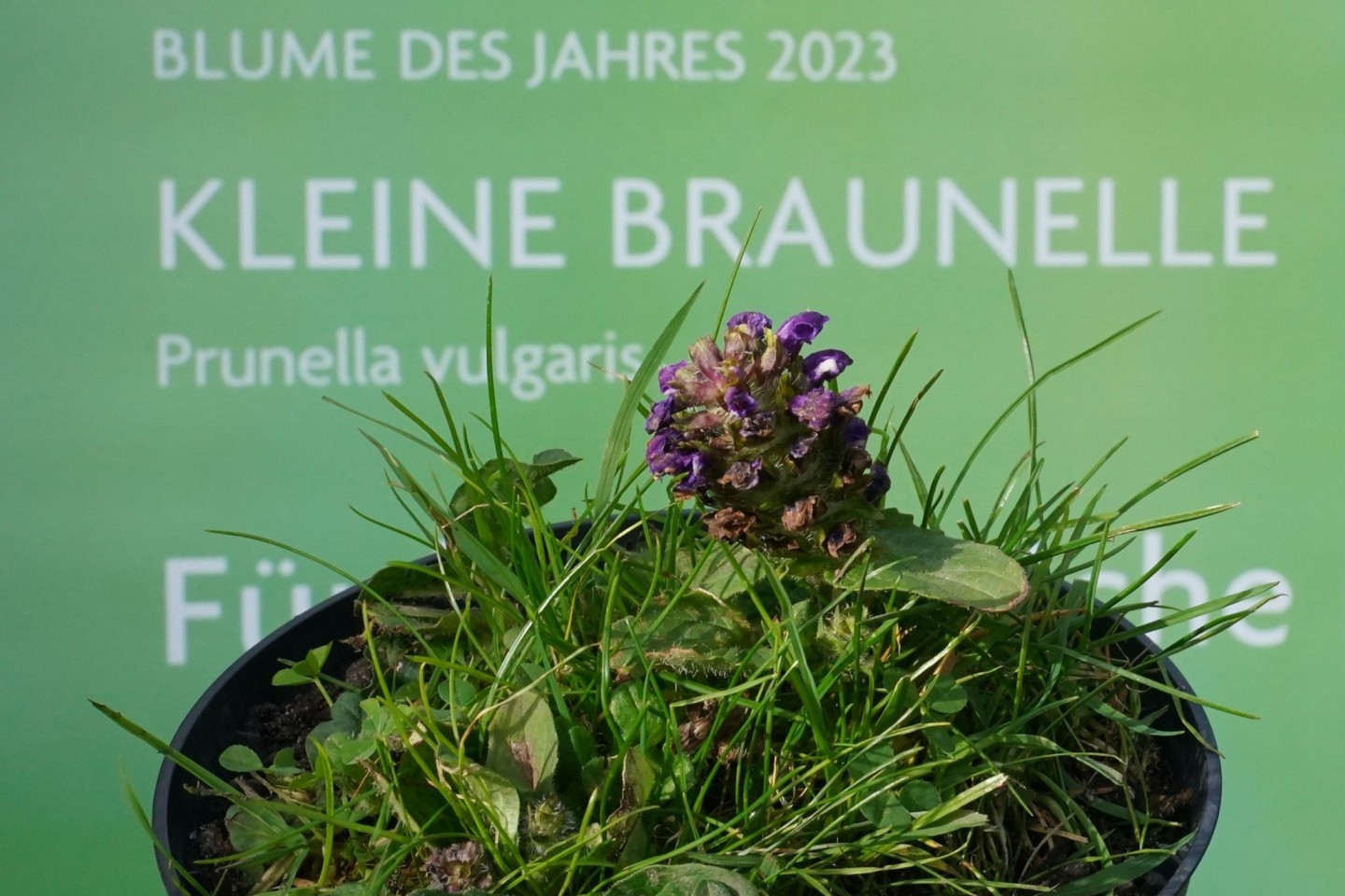 Mit der Wahl der Kleinen Braunelle zur «Blume des Jahres 2023» soll auf den schleichenden Verlust heimischer Wildpflanzen aufmerksam gemacht werden.