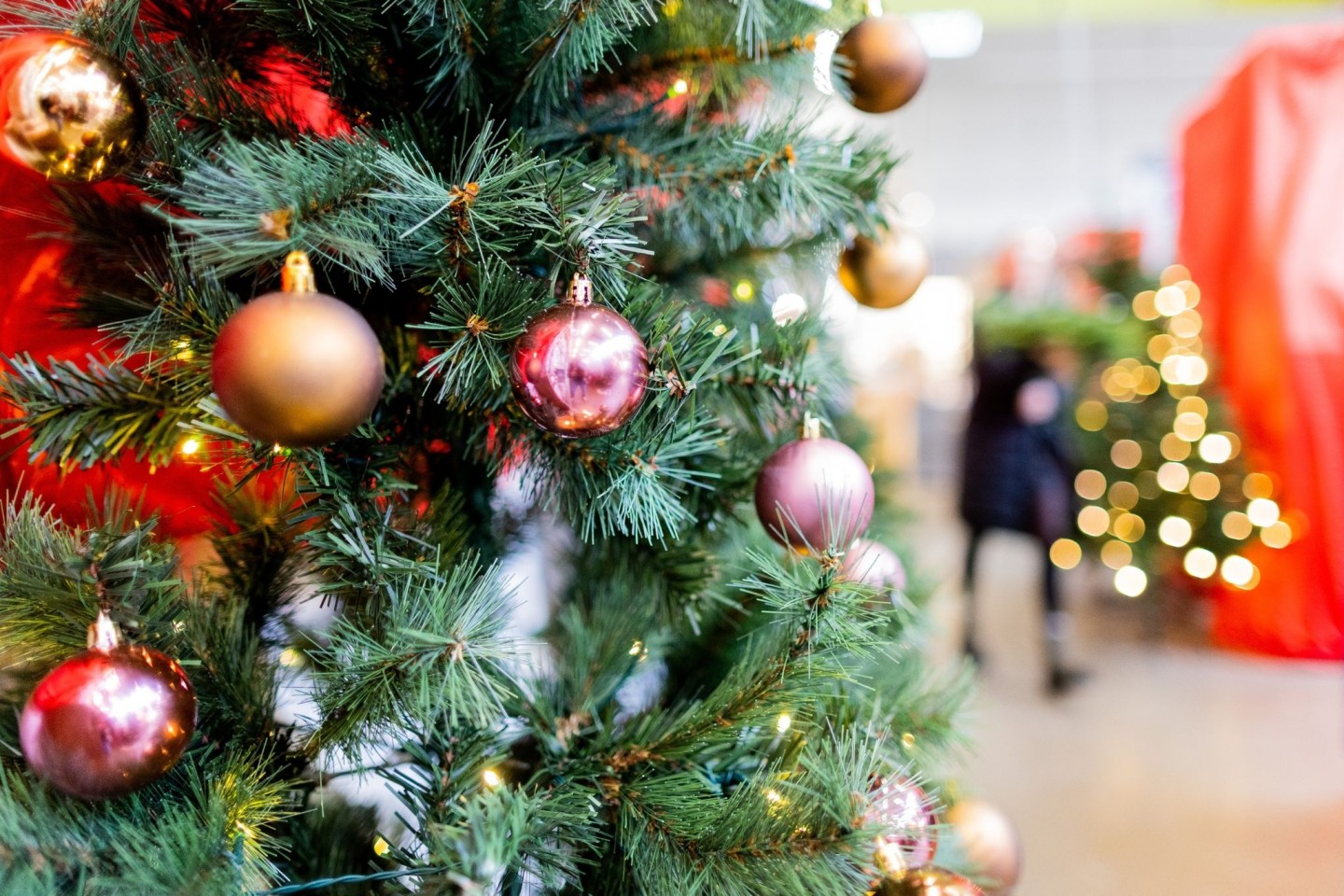 Klima Welcher Weihnachtsbaum ist der umweltfreundlichste   Dein ...