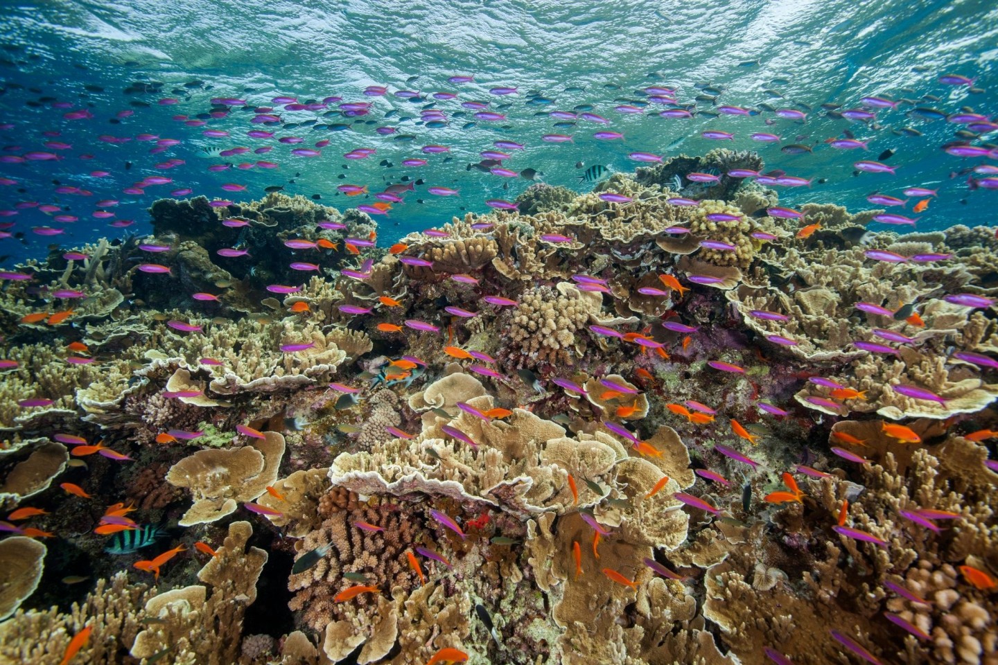 Korallen am Great Barrier Reef nahe Cairns im Nordosten Australiens.