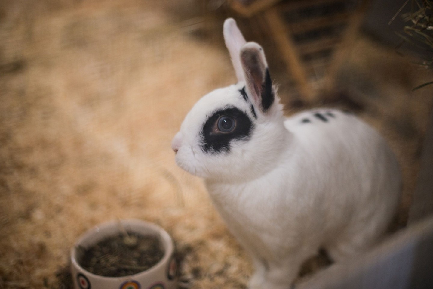 Ein Kaninchen sitzt in einem Tierheim in seinem Käfig.