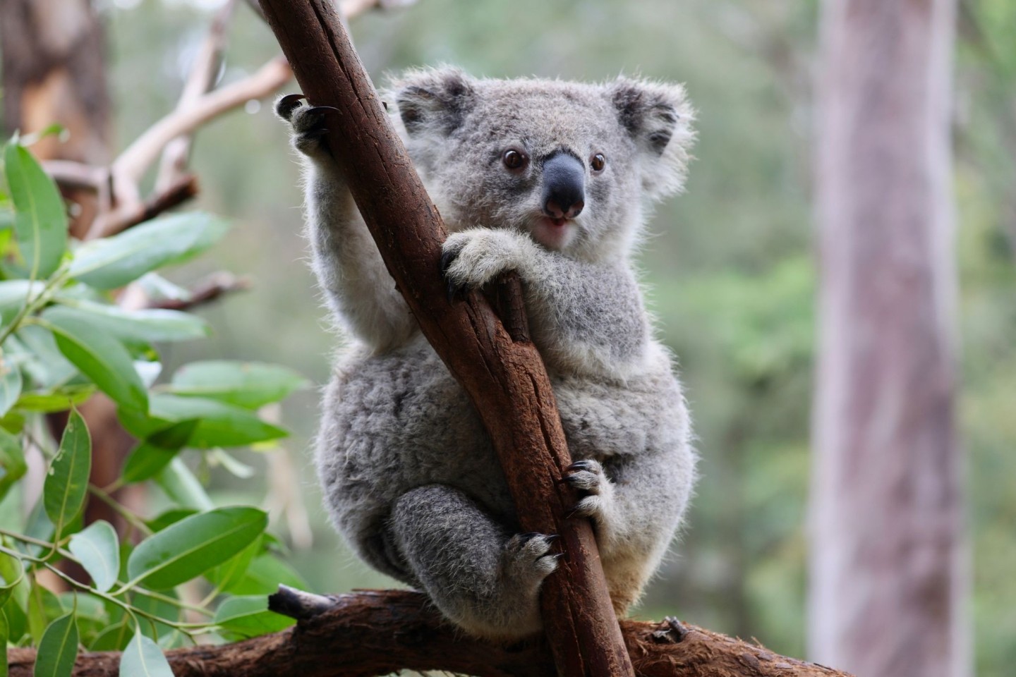 Ein Koala im australischen Mongo Valley Wildlife Sanctuary.
