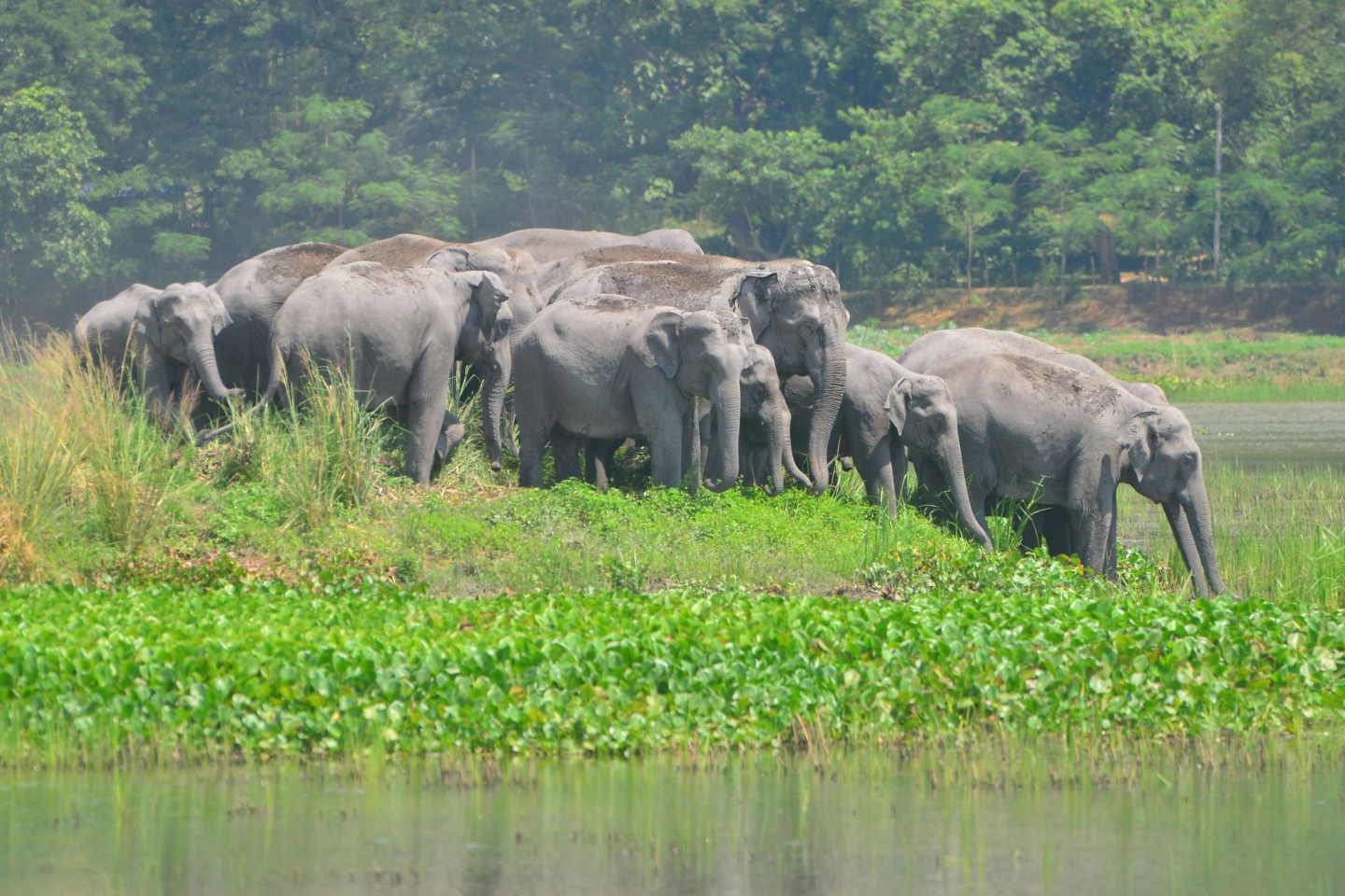 600 Wildarten sollen künftig besser geschützt werden - darunter sind auch Elefanten.