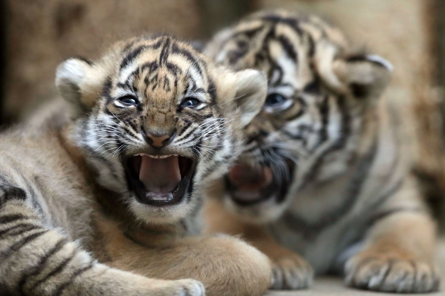 Zwei junge malaysische Tiger spielen in ihrem Gehege im Zoo in Prag. Der seltene Malaysia-Tiger könnte nach Auffassung von malaysischen Regierungsexperten in zehn Jahren ausgestorben sein.
