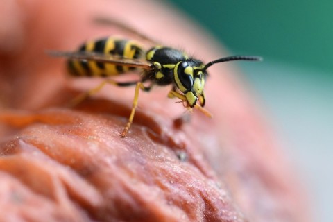 Nabu-Prognose: 2022 ist ein Wespenjahr