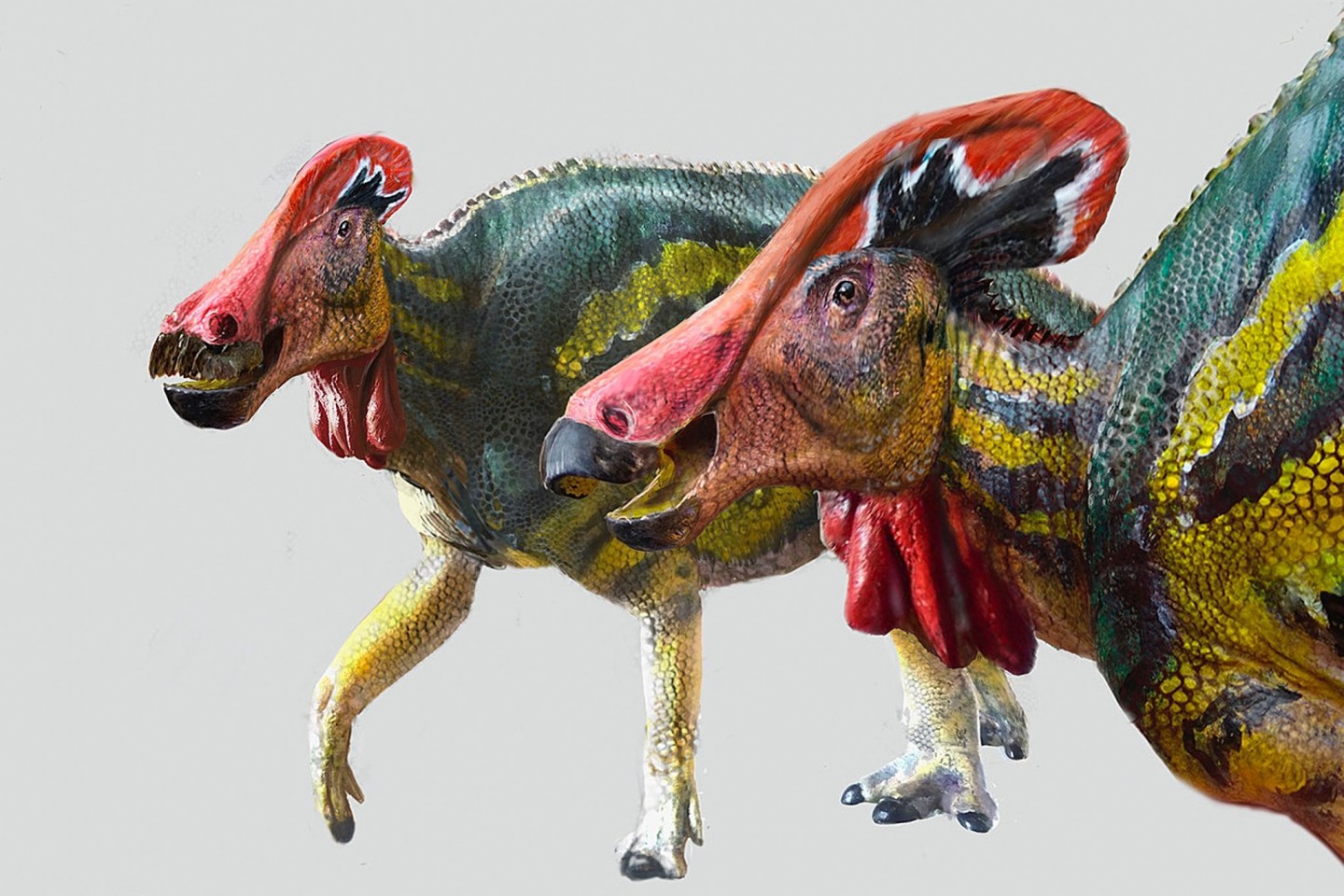 Die Illustration zeigt zwei Exemplare der Art Tlatolophus galorum.