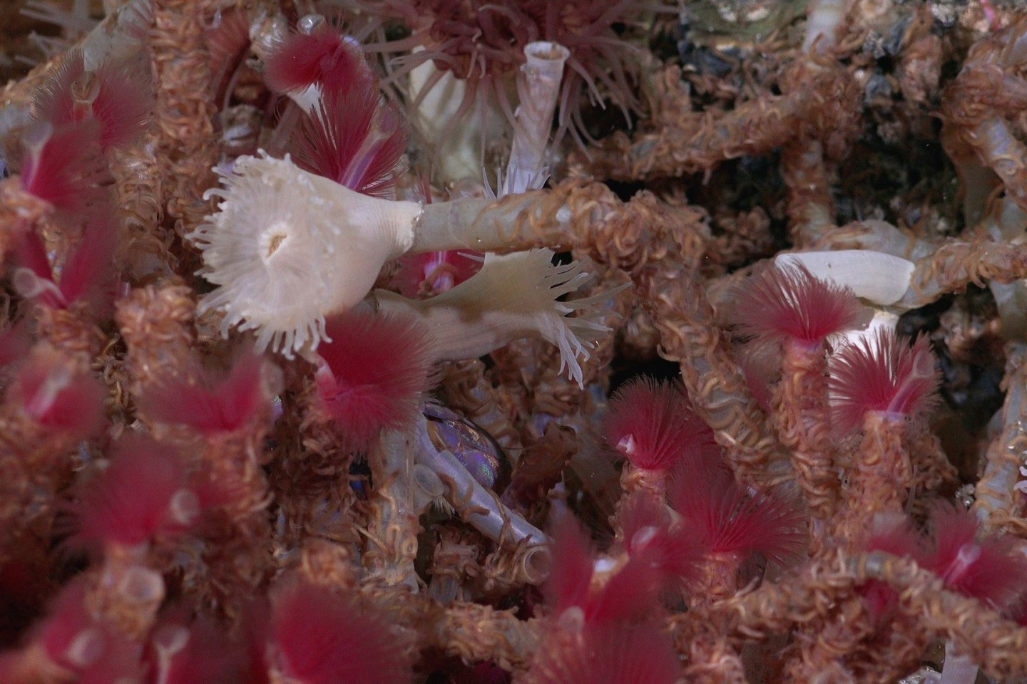 Röhrenwürmer, die bei einem Erkundungstauchgang in 650 Meter Tiefe entdeckt wurden.
