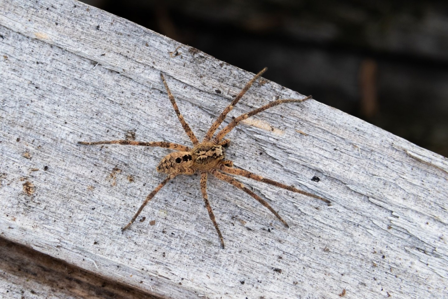 Die Nosferatu-Spinne erreicht eine Körperlänge von bis zu zwei und eine Beinspannweite von etwa fünf Zentimetern.